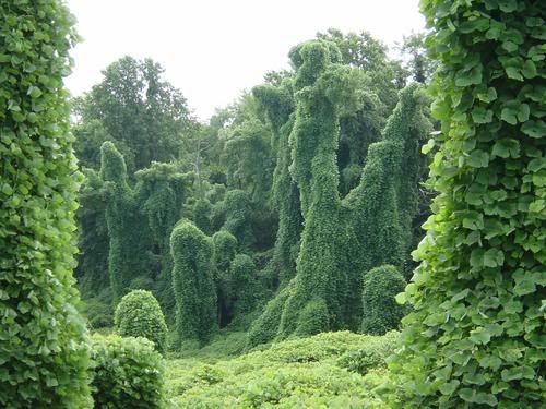 girlglimmer:MILE A MINUTE : THE VINE THAT ATE THE SOUTHKudzu