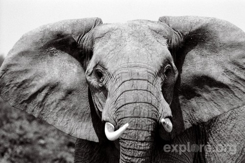 World Elephant Day: Join the Live Chat at 9am/Noon!  Celebrate World Elephant Day by joining the Liv