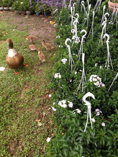 zooey-grass: Animal friends in the garden