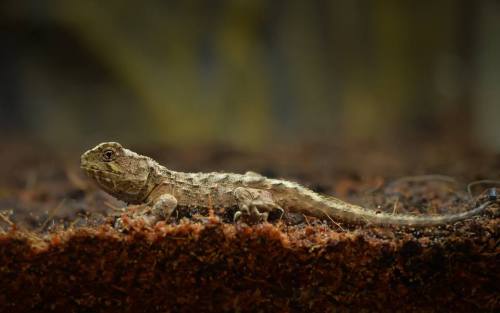 typhlonectes:Tuatara Hatchling at UK’s Chester Zoo*INCREDIBLE NEWS* Our keepers have hatched the fir