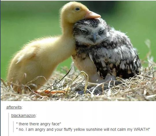 Murder And Mbti Intj Owl X Infj Duck