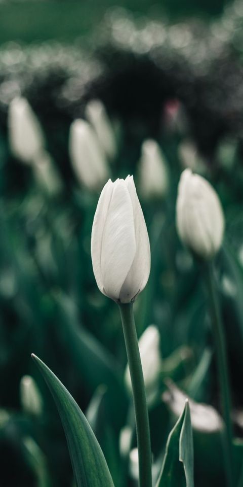 #flowers#tulips#garden#plants#plant photography#nature#earth#botanical#botanic garden