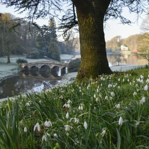 Clusters of snowdrops are springing up across the places we care for, and what a welcome sight they 