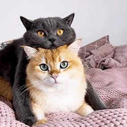 rhyolitepebble:cattloverss:grey cat, gold eyes!!gold cat, grey eyes!! 