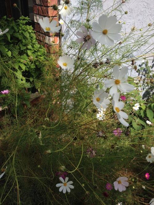 freckled-nymph:  comparison of the wild flowers growing beside the market and my great grandmothers mug 