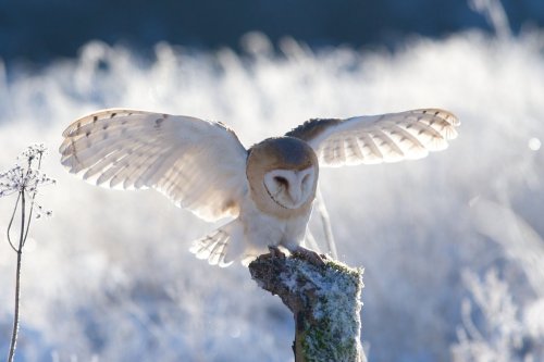 magicalowls:Soft landingby Tygrik