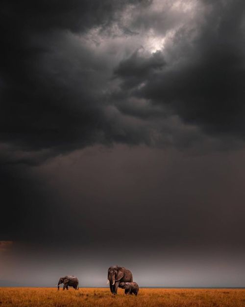 chasingrainbowsforever:
““Masai Mara National Park” ~ Photography by Salomone Levi
”