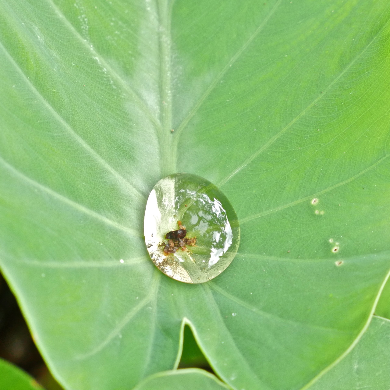 plantion:  These water droplets were the coolest thing