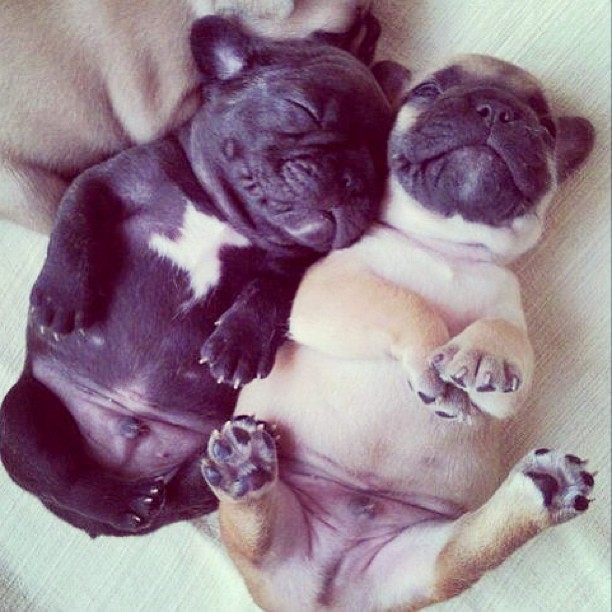 esalare:  My fawn pug just died, but I still have my black one 
