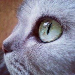 anchorsdraggingusdown:  my cat’s eye 