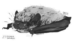 Weremagnus: The Last Five Scans From My Inktober/Batober Drawings Last Month! Species