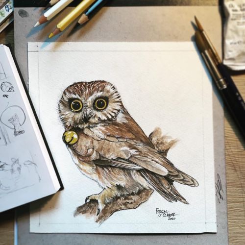 Little Owl watercolour and gouache study c: