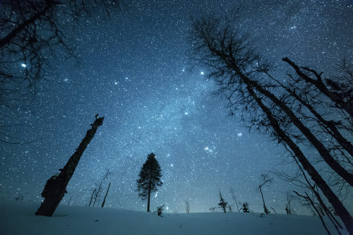 tiinatormanenphotography:  Silhouettes. Feb 2015, Posio, Southern Lapland. by Tiina Törmänen | web | FB | IG |  