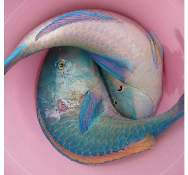 hipporacle:  for my pisces ladies &lt;3