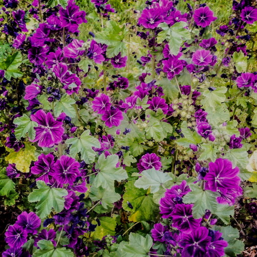 misfitgardens: Seed Harvest: MALVA As it is such a decorative flower, I harvested quite some seed to