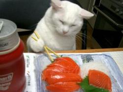 unimpressedcats:  sushi sushi   终于找到原图了哈哈
