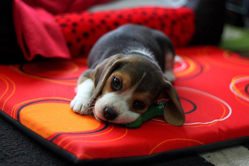babyanimalposts:  feeling down? you need this baby animal blog in your life!
