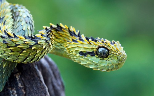 rosenagldky:exotic-venom:(Atheris hispida) hairy bush viper@zenosanalytic