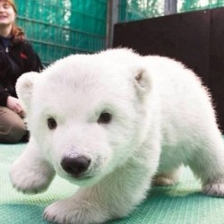 Ahhhhhhh baby polar bear! #adorable #cute