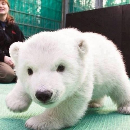 Porn Pics Ahhhhhhh baby polar bear! #adorable #cute