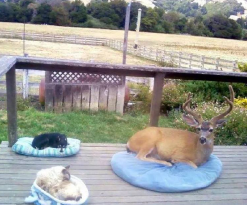 awwww-cute:The homeowner said that the buck shows up everyday, so they gave him a bed too. (Source: http://ift.tt/2D6GM3j)