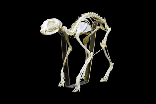 thegreenwolf:learninganatomy:If you’re trying to find the right angle for a skull, bone, or just to 