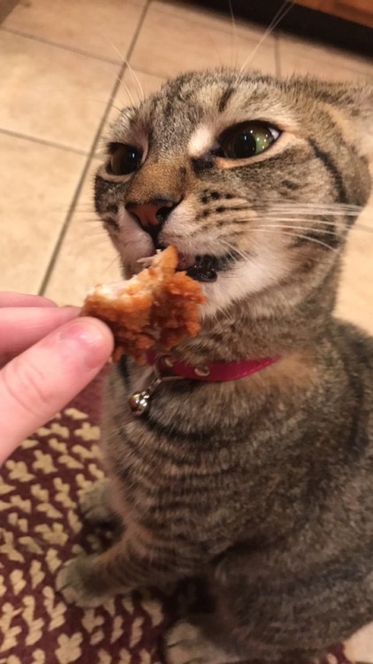 unflatteringcatselfies:  Cecilia loves french fries and chicken nuggets