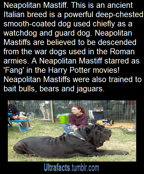 shinyoffbeatsquirrel:  ultrafacts:  More Facts HERE  My dad’s had 2 of these- Kato