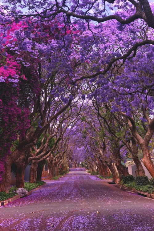 lsleofskye:  Parkview, Johannesburg, South