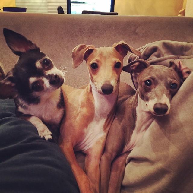 jennamarbles:  One of these things is not like the other… 