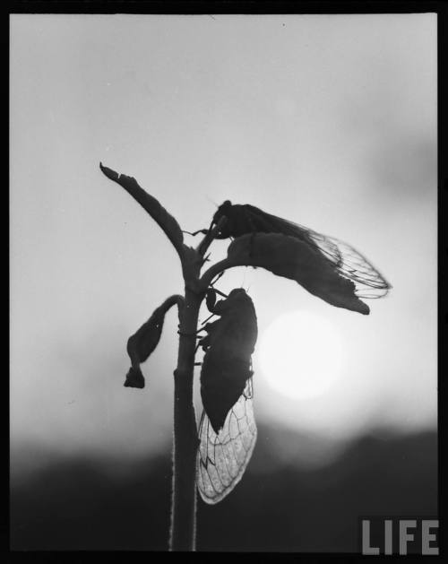 Seventeen year locust in Indiana(Howard Sochurek. 1953)
