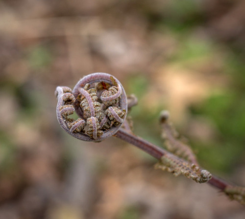 microcosmicobservations: Soft unfurling of a fern, oak, and shagbark hickory. Facebook | YouTube | K