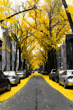 crimsun:  Yellow Ginko Tree Leaves in Washington
