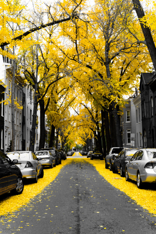 crimsun:  Yellow Ginko Tree Leaves in Washington DC by Paul Frederiksen