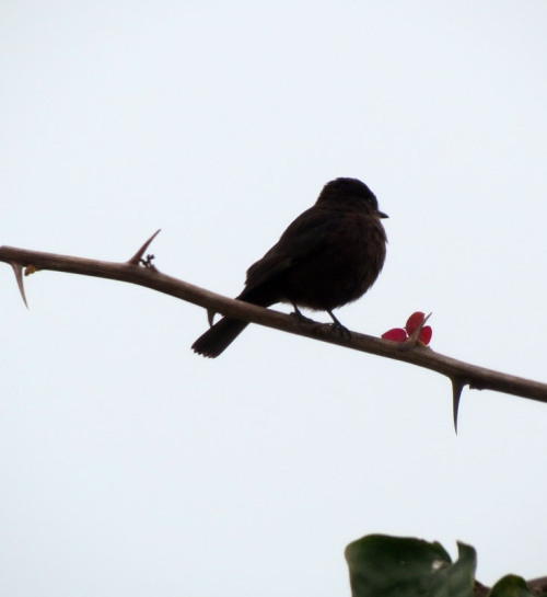 Vermillion Flycatcher ‘sooty morph’Pantanos de Villa refuge, Lima-PeruSource:http://wingandsong.word