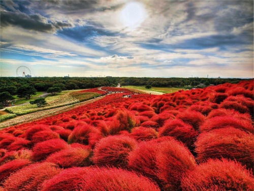 exotic-places:Hitachi Seaside Park in Japan