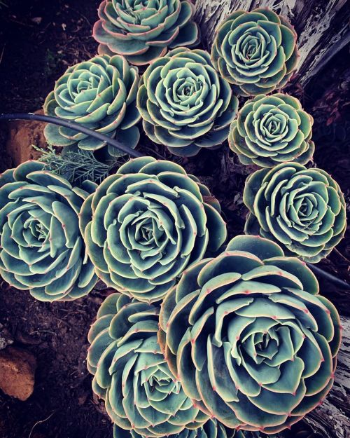 Succulent  (At Lake Alhambra, Antioch) Https://Www.instagram.com/P/B-F4W-Cghxq/?Igshid=1Ozv7Wno5B6Vm