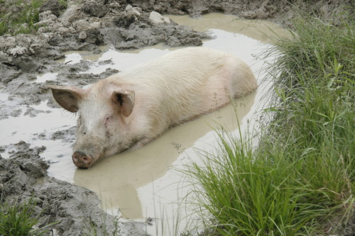 adviceforvegans: Pigs in sanctuaries! Right where they should be. :)