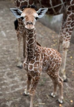 circlingindizziness:  Baby giraffe! ☾✯☮circlingindizziness☮✯☽