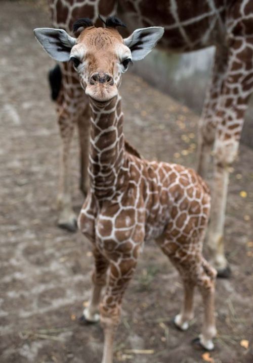 Sex circlingindizziness:  Baby giraffe! ☾✯☮circlingindizziness☮✯☽ pictures