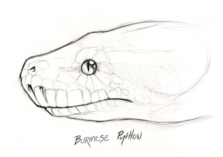skullbird:  Sketches of various constrictor profiles, attempting to help illustrate that these snakes don’t just vary in color and size, but there’s tons of variation even down to facial structure.This was a fun exercise~ 