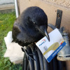 todaysbird:bastardous crow moodboard 