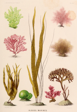 nemfrog: Plate IV. Seaweed. Le monde de