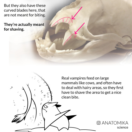 arsanatomica: A few years ago, I went to an anatomy conference and they had a huge 3D printed vampir