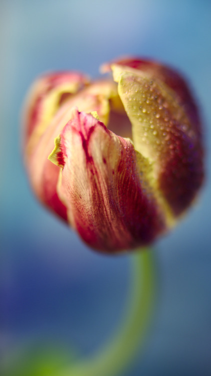 Tulips again(via Bokeh Design with DIY tutorial for your own Oliphant-Style backdrop)