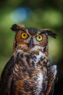 llbwwb:  (via 500px / Owls and Hawks by Kristin