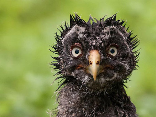 advice-animal:  A Wet Owlhttp://advice-animal.tumblr.com/