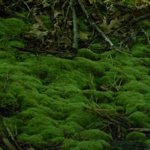 Porn photo aetheric-aesthetic:  All of the Moss (2)