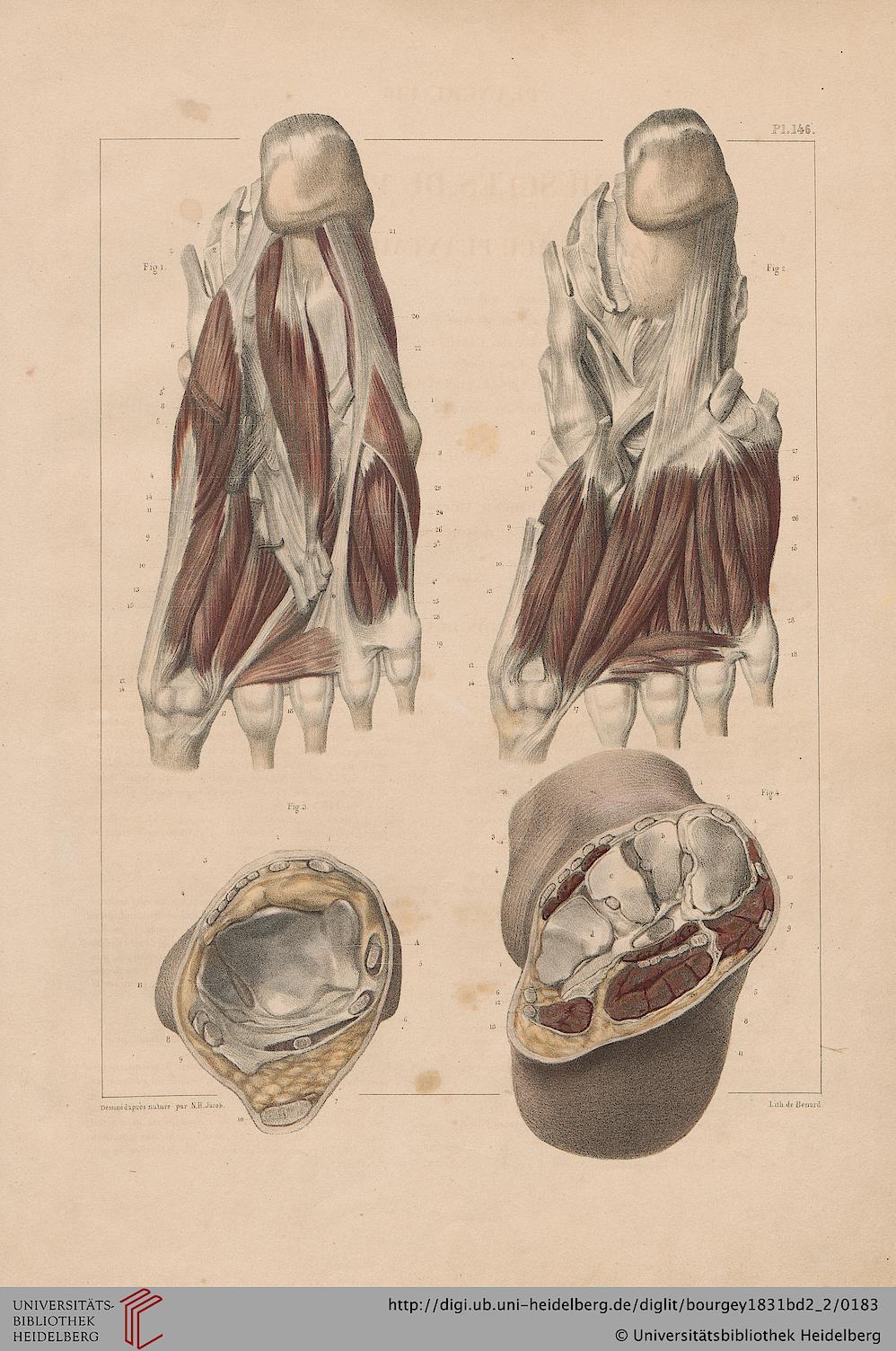 ooksaidthelibrarian:  Bourgery, Jean Baptiste Marc ; Jacob, Nicolas Henri [Hrsg.]Traité