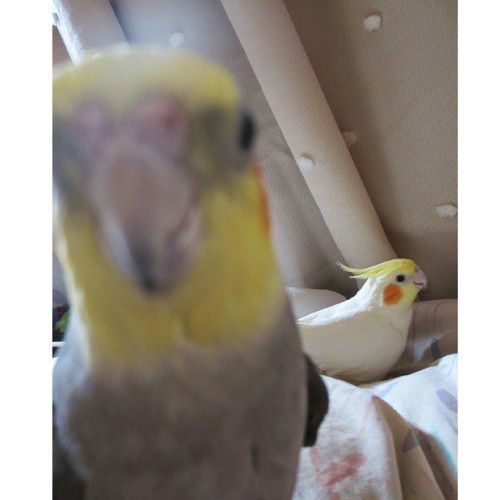 Don’t take a pic of her, she is mine! But you can take a pic of me. #lutino #grey #cockatiel #